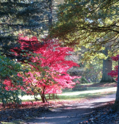 red tree in the arboretum